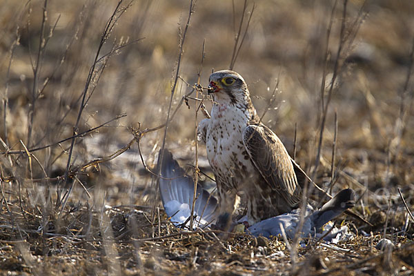 Sakerfalke (Falco cherrug)