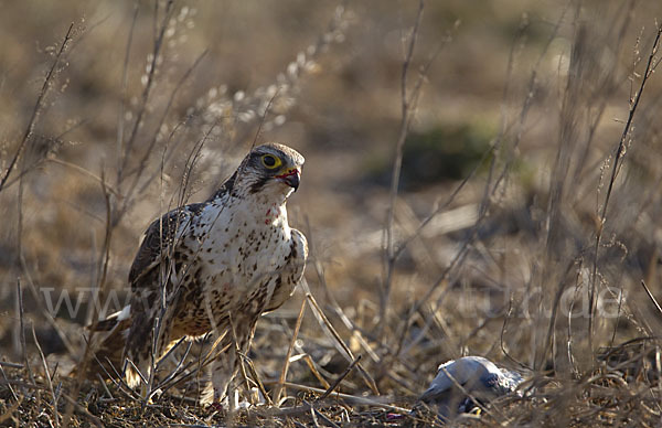 Sakerfalke (Falco cherrug)