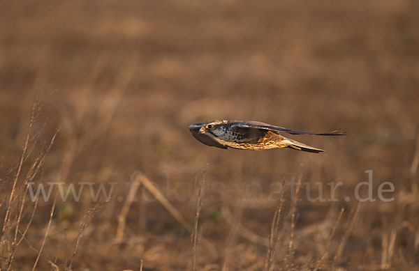 Sakerfalke (Falco cherrug)