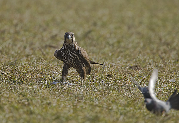 Sakerfalke (Falco cherrug)