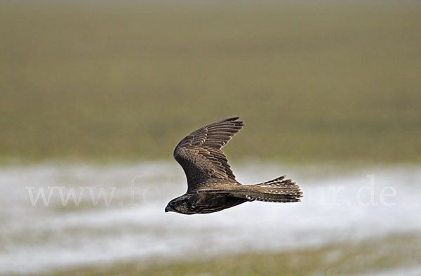 Sakerfalke (Falco cherrug)