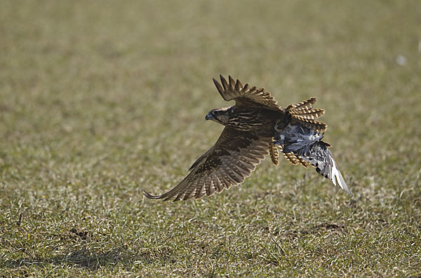 Sakerfalke (Falco cherrug)