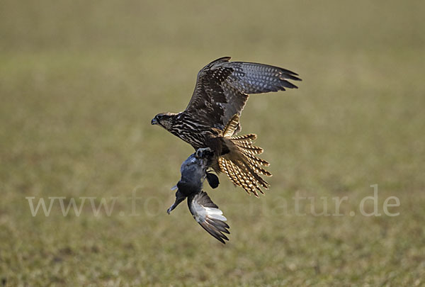 Sakerfalke (Falco cherrug)