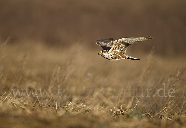 Sakerfalke (Falco cherrug)