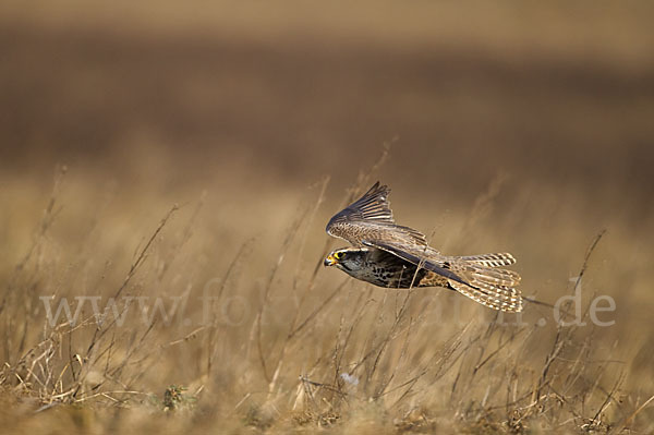 Sakerfalke (Falco cherrug)