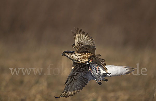 Sakerfalke (Falco cherrug)