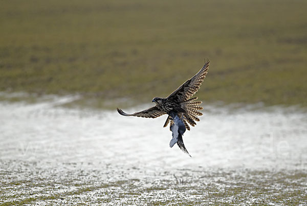 Sakerfalke (Falco cherrug)