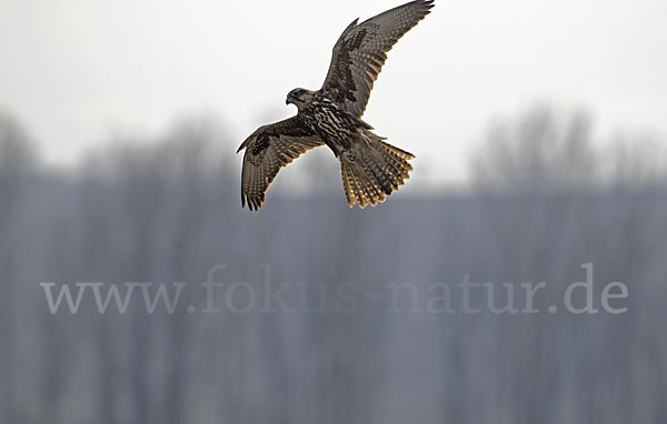 Sakerfalke (Falco cherrug)