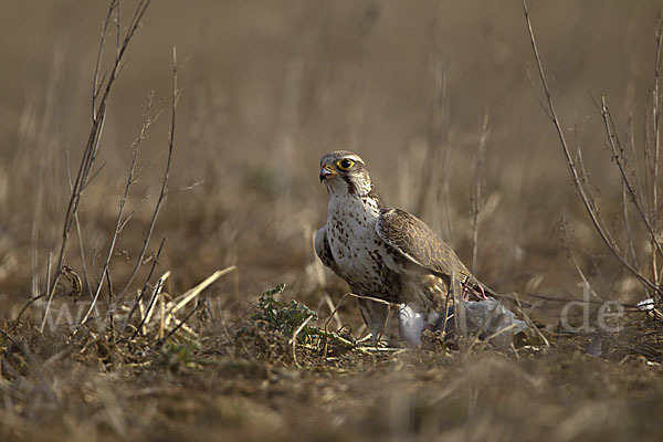 Sakerfalke (Falco cherrug)