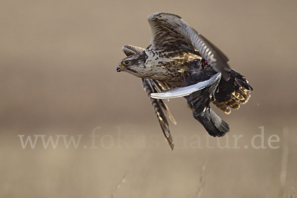 Sakerfalke (Falco cherrug)