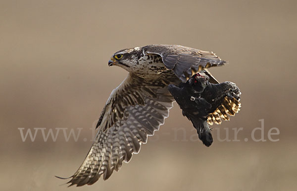 Sakerfalke (Falco cherrug)