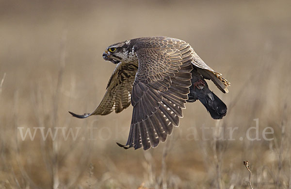 Sakerfalke (Falco cherrug)