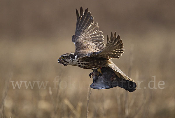 Sakerfalke (Falco cherrug)