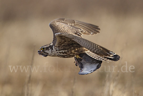 Sakerfalke (Falco cherrug)