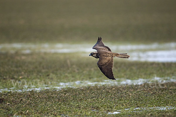 Sakerfalke (Falco cherrug)