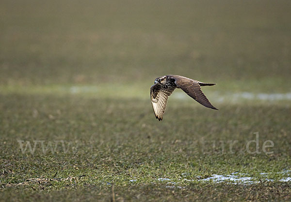 Sakerfalke (Falco cherrug)