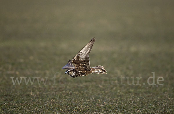 Sakerfalke (Falco cherrug)