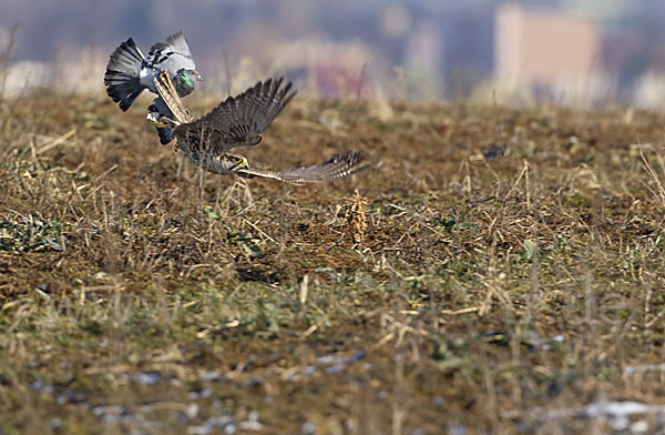 Sakerfalke (Falco cherrug)