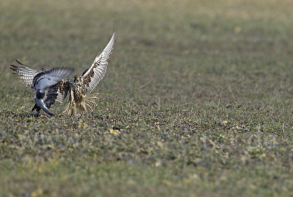 Sakerfalke (Falco cherrug)