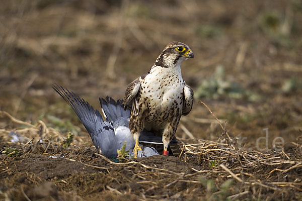 Sakerfalke (Falco cherrug)