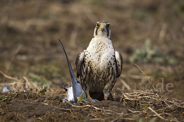 Sakerfalke (Falco cherrug)