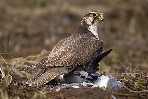 Sakerfalke (Falco cherrug)