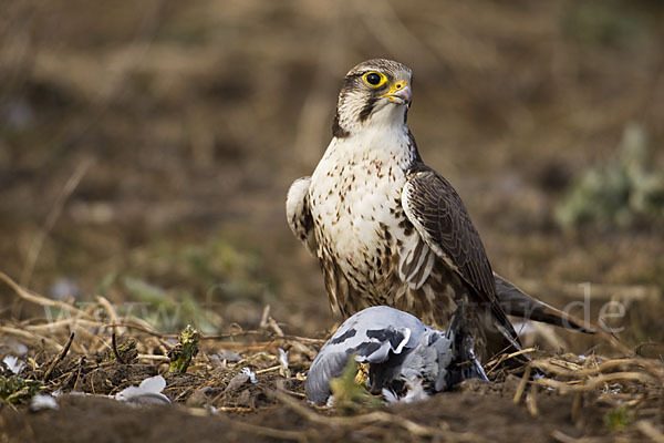 Sakerfalke (Falco cherrug)