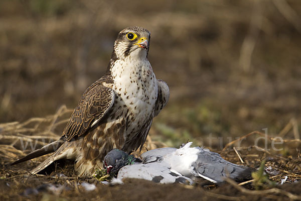 Sakerfalke (Falco cherrug)