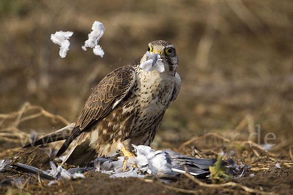 Sakerfalke (Falco cherrug)