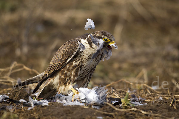 Sakerfalke (Falco cherrug)