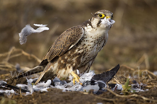 Sakerfalke (Falco cherrug)