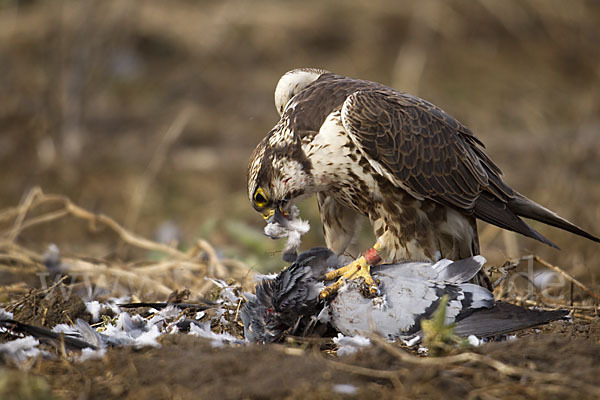 Sakerfalke (Falco cherrug)