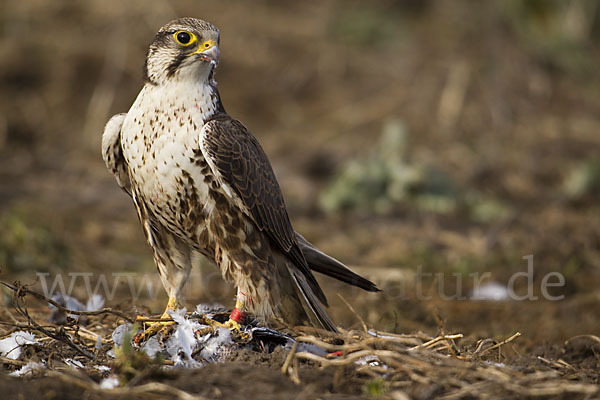 Sakerfalke (Falco cherrug)