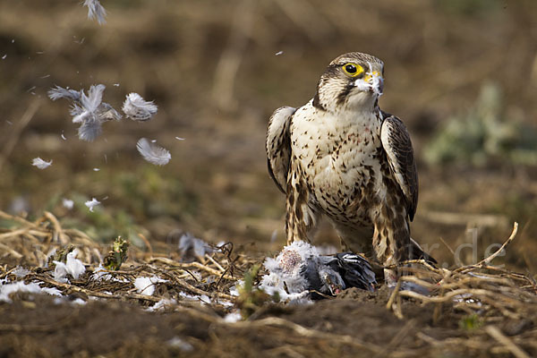 Sakerfalke (Falco cherrug)