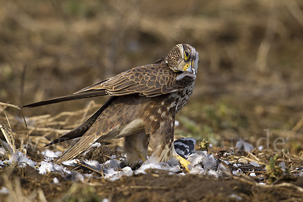 Sakerfalke (Falco cherrug)