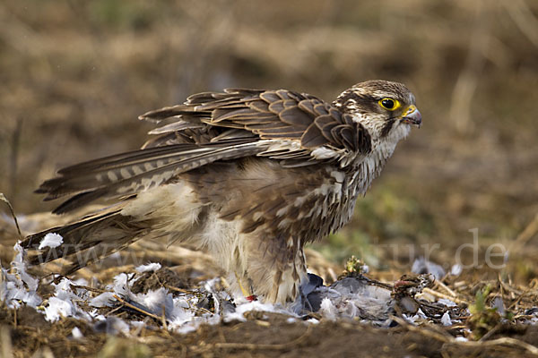 Sakerfalke (Falco cherrug)