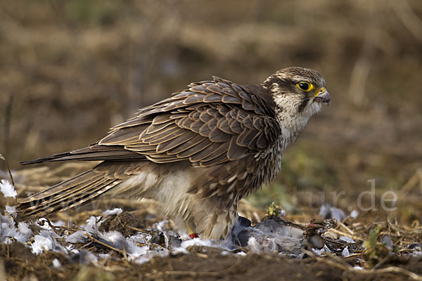 Sakerfalke (Falco cherrug)