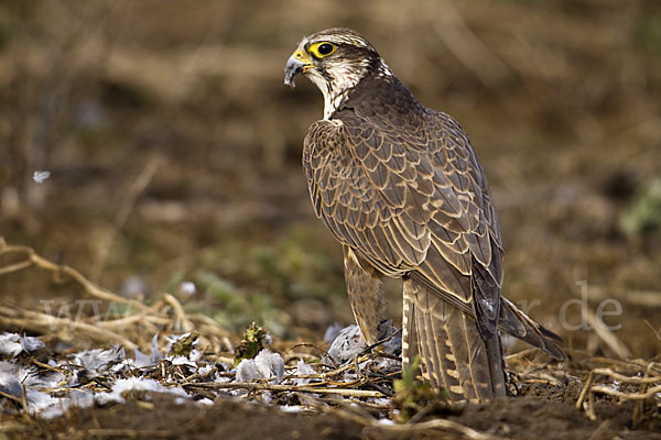 Sakerfalke (Falco cherrug)