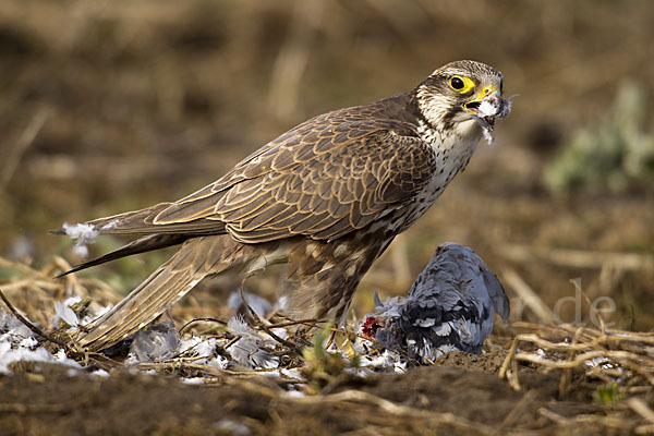 Sakerfalke (Falco cherrug)