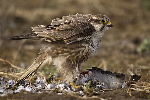 Sakerfalke (Falco cherrug)