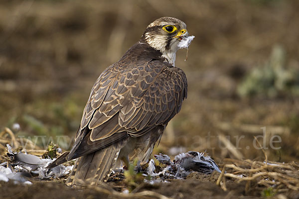 Sakerfalke (Falco cherrug)