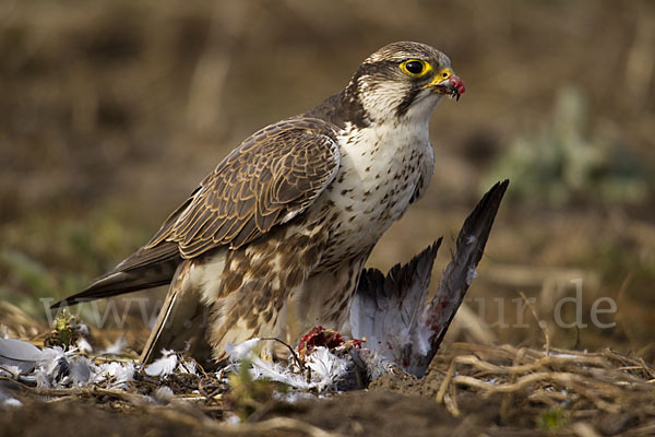 Sakerfalke (Falco cherrug)