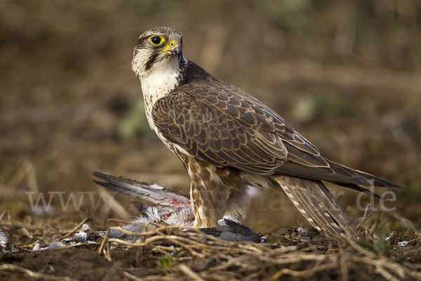 Sakerfalke (Falco cherrug)