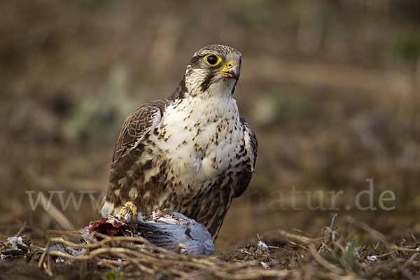 Sakerfalke (Falco cherrug)