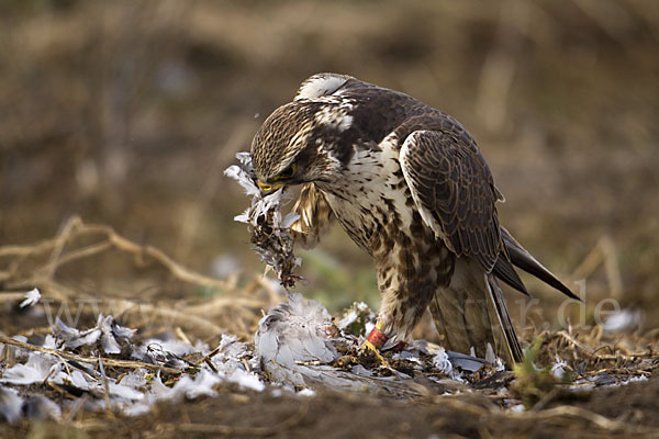 Sakerfalke (Falco cherrug)