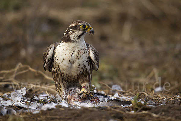 Sakerfalke (Falco cherrug)