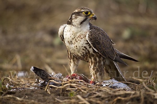 Sakerfalke (Falco cherrug)