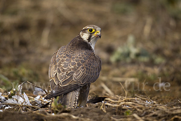 Sakerfalke (Falco cherrug)