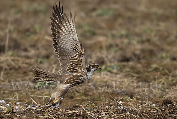 Sakerfalke (Falco cherrug)