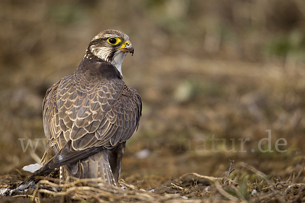 Sakerfalke (Falco cherrug)